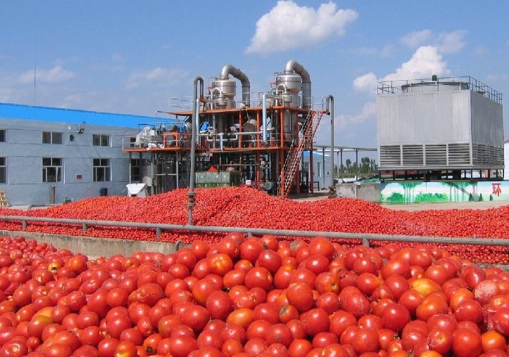 tomate industriel Tunisie.jpg